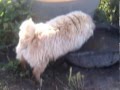 The Dog Obsessed with His Own Reflection