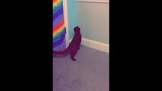 Cat Gets Scared By Tin Foil