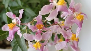 картинка: Новиночки и пересадка #dendrobium 🌿🌼🌺🌸