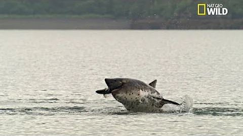 Où vit le requin-taupe ?