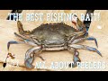 Best Fishing Bait, Period! 🦀 Peelers Explained | Underwater Footage! | Crabs Use Camera To Hide