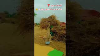 انہاں نو کی پتہ گندم کیویں پکدی اے ?۔      villagelife villagelife villagevlog viral village