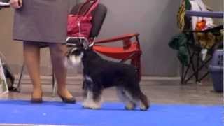 International Dog Show Cacib-Fci Cup Of President Rkf 2012Rus Pitmark Immortal Fame