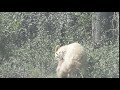 白熊発見！　実際は黒熊のアルビノ。2020July29  SprayLakes Alberta Canada