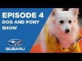 CESAR'S RECRUIT ASIA S3: EP4 - DOG AND PONY SHOW