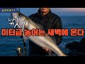 (낚시)미터급 농어는 새벽에 온다 포항 여름 농어 대물 탐사기 새벽 4시, 그놈이 나타났다