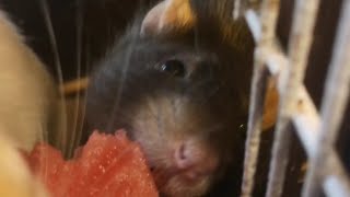 Rats munching on watermelon 🍉😋🥺