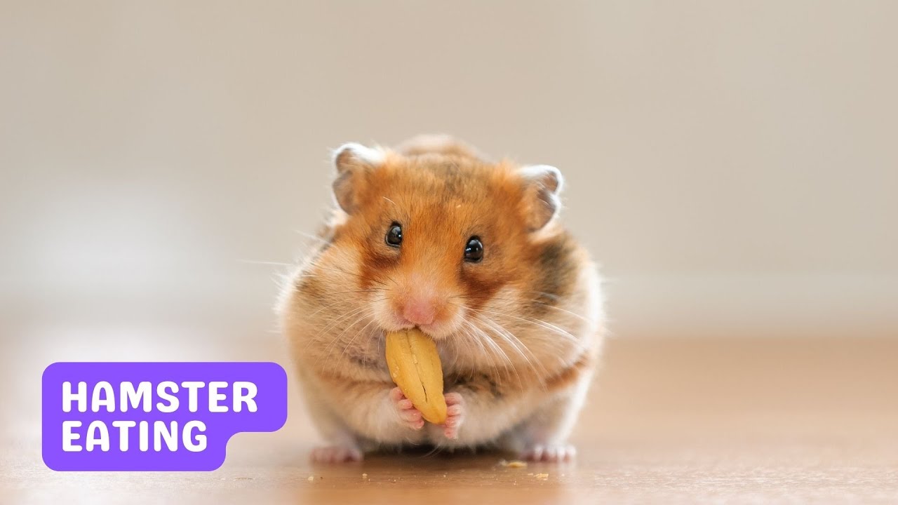 HAMSTER EATING BEAN, NYAM NYAM NYAM...... 👍 animals YouTube