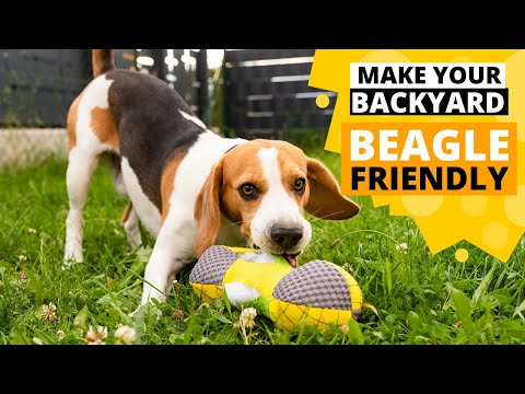 Videó: Pet Scoop: Beagle túléli a bukást a hídtól, a tudósok azonosítója Hogyan viselkedik a cirmos csíkok