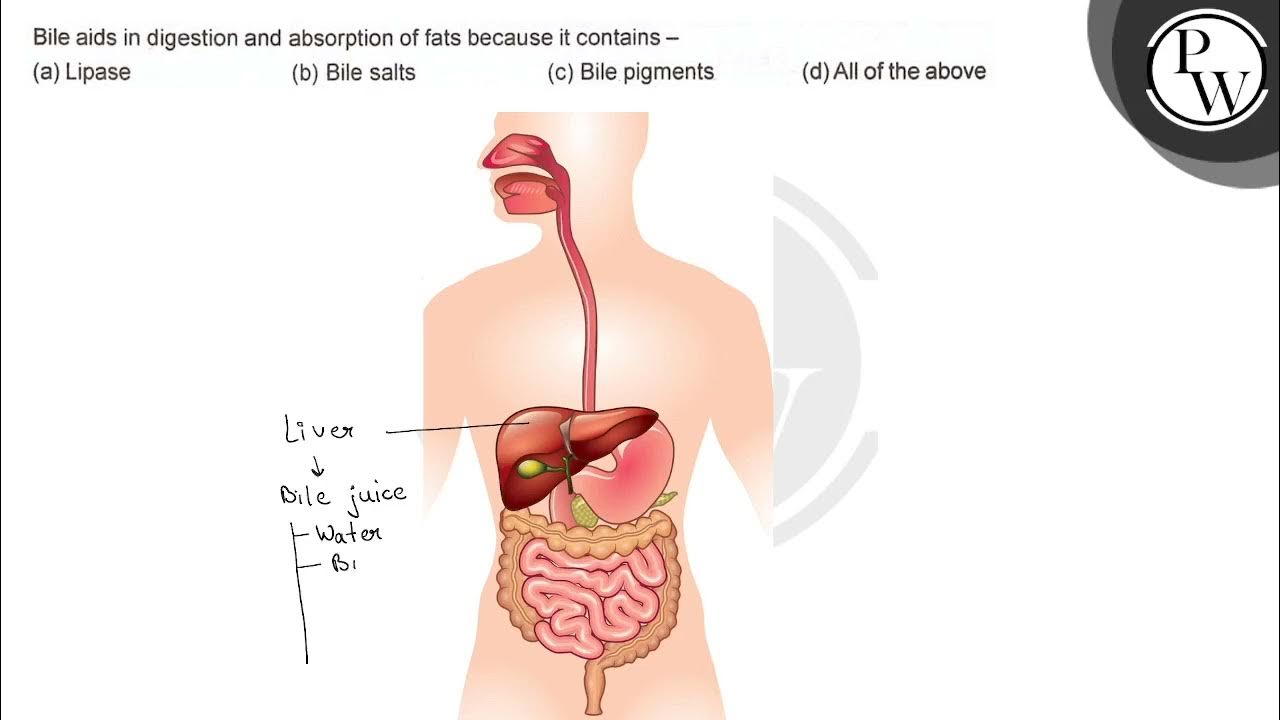 Bile aids in digestion and absorption of fats because it contains