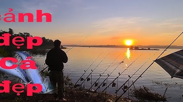 săn cá thác lác cườm tự nhiên khủng