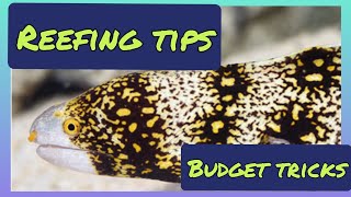 Snowflake Eel: Reefing Tips and Tricks with the Reefer