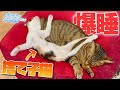捨てられていた子猫が保護されて1週間たった結果...