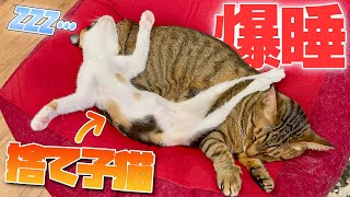 捨てられていた子猫が保護されて1週間たった結果...