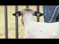 Colorado implements new rules for animals traveling from NWS infected states