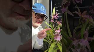 #shorts My Bratonia (Miltassia) Lavender Kiss Lavender Taffy - best blooming ever!  #orchid @helloplantlovers