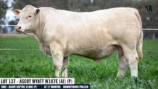 LOT 137 - ASCOT WYATT W107E (AI) (P)