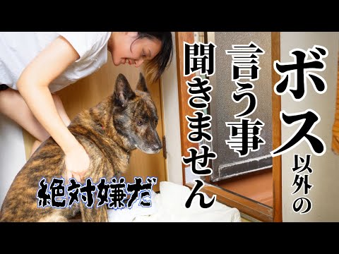 ボスがいないと全く言う事をきいてくれない甲斐犬 #甲斐犬 #柴犬 #vlog 【柴犬・甲斐犬】