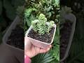 Succulent #shorts #trending #succulent #laxmi #shortsfeed #plants #reels #viralvideo #trending #song