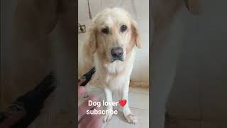 Mujhe Dog Pasand Hai  #shorts #dog #trending #trueline 🐾😘 #shorts #youtubeshorts #doglover #petlover