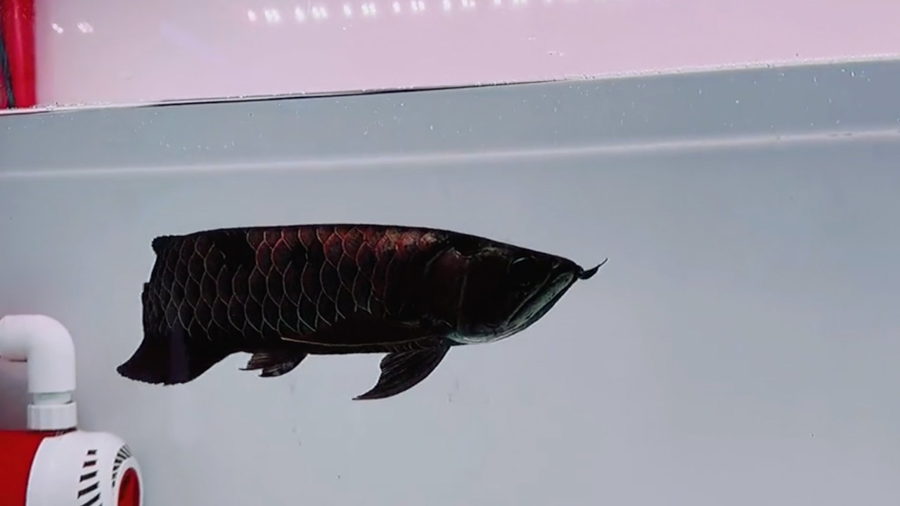 Super Rare Black Arowana | Top 7 Ultimate Rare Arowana Collection