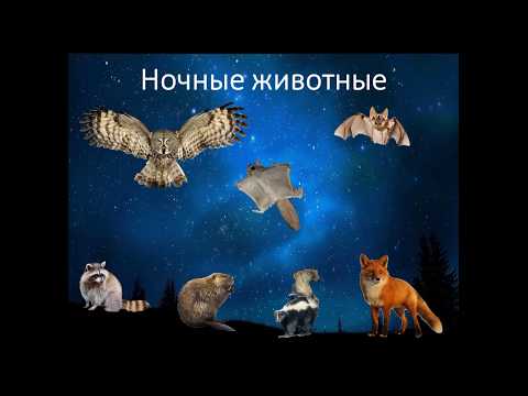 Ночные животные