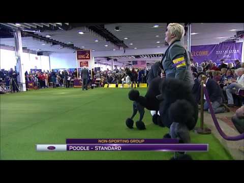 วีดีโอ: Bichon Frise เป็น Top Dog At Westminster Dog Show 2018