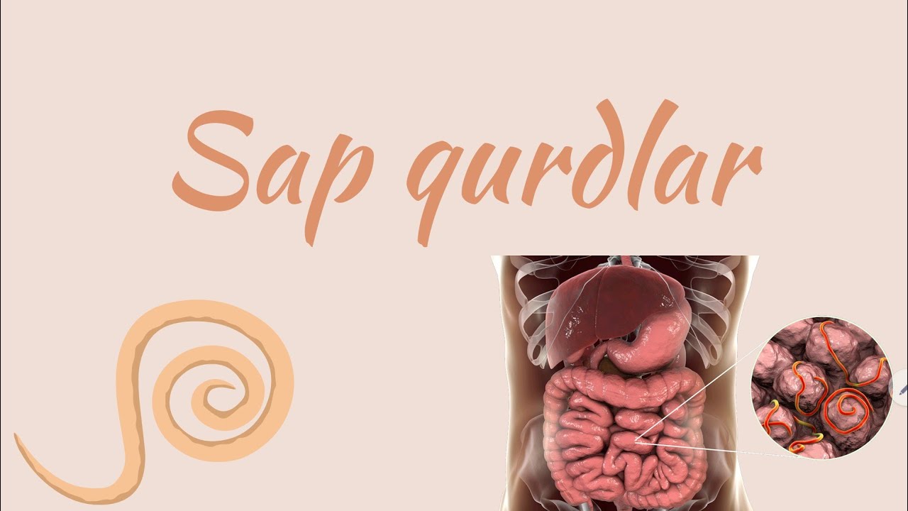 Zoologiya | Sap qurdlar tipi |Tam mövzu izahı | 0504632292 |