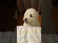 是不是太活泼了😃