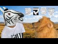 シマウマからの大事なお知らせ#こがマスク#小顔マスクマンママ#シマウマ#犬 #アフレコ#shorts #PR