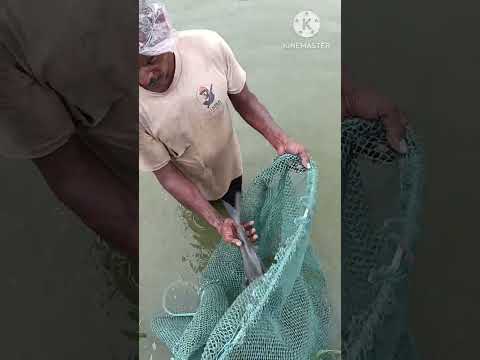 LiveFish #shorts #food #youtubeshorts