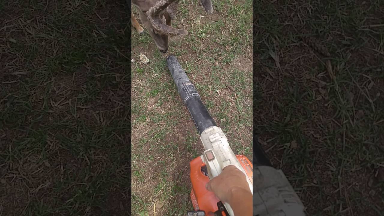 Omg a deer just begging to get 