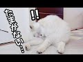 たまが無くなったことがちょっと気になるサモエド  samoyed