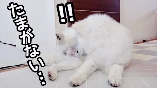 たまが無くなったことがちょっと気になるサモエド  samoyed