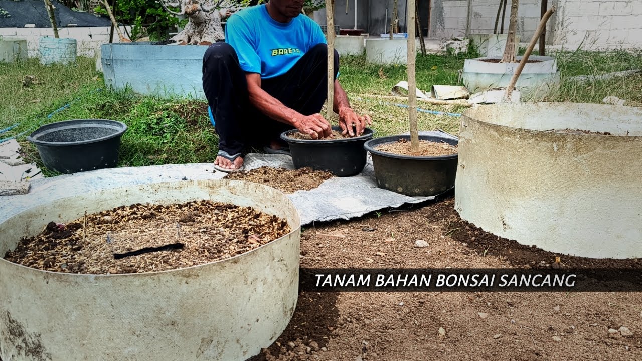 Tanam Bahan Bonsai Sancang Hasil Budidaya Cangkok