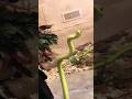 Snake muscles movement
