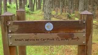 Tenstmuir Forest Basset Hound Walk 2013 by Ally Crombie 2,348 views 10 years ago 10 minutes, 17 seconds