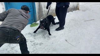 Собаки на уроке по защитно-караульной службе. Кане корсо получает первый урок на охрану Собаки на уроке по защитно-караульной службе. Кане корсо получает первый урок на охрану