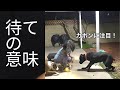 待ての意味。仔犬の躾。