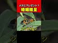 メスにプレゼントして... #shorts