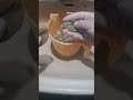 Home made aquarium top filter cleaning | Aquarium Top Filter
