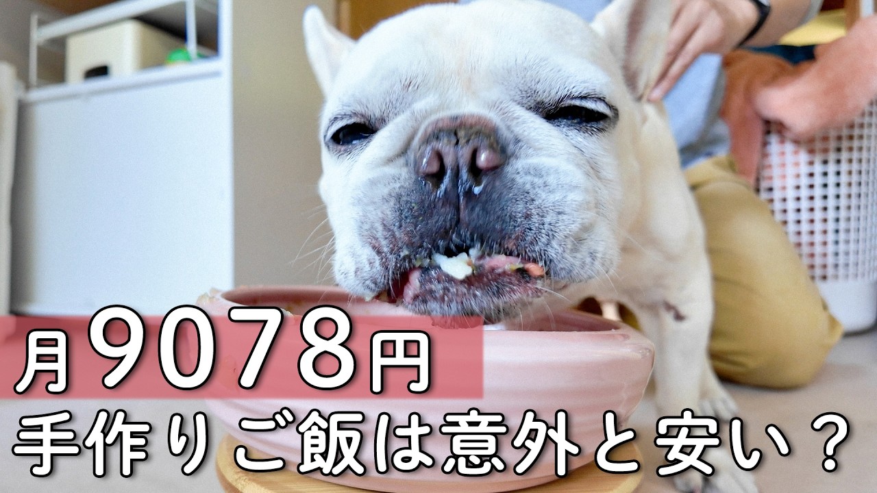 【1食151円】手作りご飯って高い？フレブル10Kgのリアルな家計簿+節約術