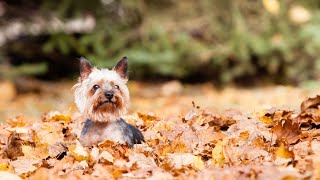 8 Essential Summer Safety Tips for Yorkies