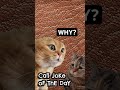 2 talking cats telling dad jokes  games shorts