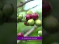 SOFTS-Sugar prices hit five-month high as oil surges; coffee jumps | Paraluman News