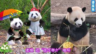 《花花小剧场》 今天是花花绯闻男友莽辰辰的生日啊🎊#来这里吸熊猫 #大熊猫和花 #大熊猫和花和叶 #大熊猫莽辰辰 #熊猫小剧场