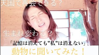 天国で会える?生まれ変わる?『死』への質問を動物に聞いてみた!