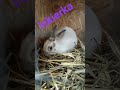 iskierka #rabbit
