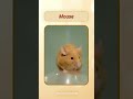 English Pronunciation - Mouse #learn #english #animals #pronunciation  @VisualVoiceEnglish
