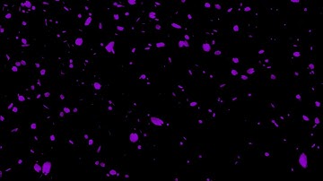 Hiệu Ứng Cánh Hoa Rơi Màu Tím Thủy Chung _fullHD (5phút)